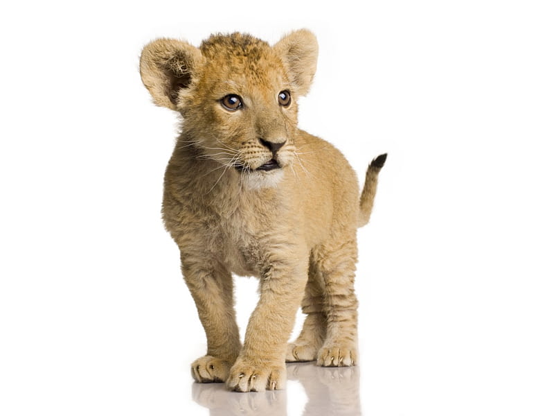 Lion cub, cub, wildlife, baby, lion, animal, HD wallpaper | Peakpx