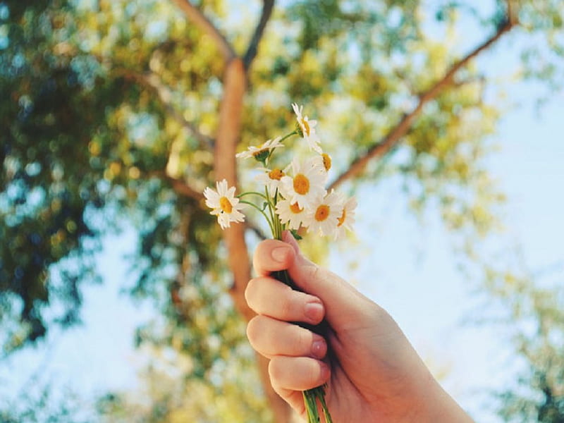 Hand filled with summer, flowers, hand, giving, trees, sky, HD wallpaper