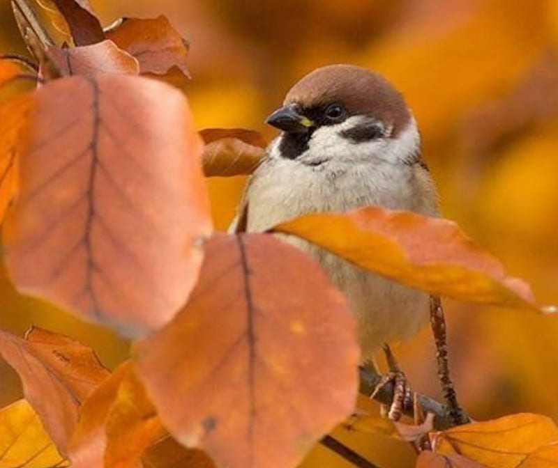 Sparrow on the Branches, sparrow, branches, bird, animal, HD wallpaper