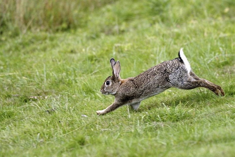 Wild rabbit, running, grass, jumping, field, HD wallpaper