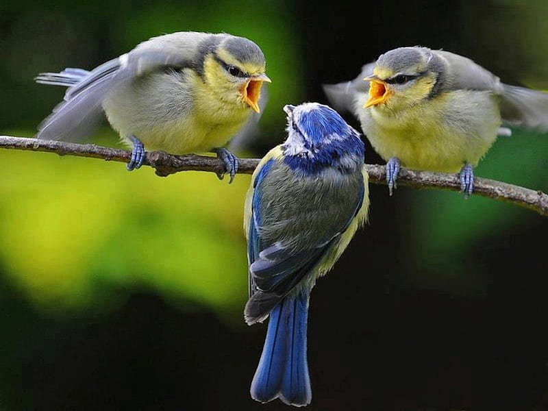 Stern Chirping, birds, yellow, two against one, discipline, branch, angry, land, reprimand, trouble, blue, HD wallpaper