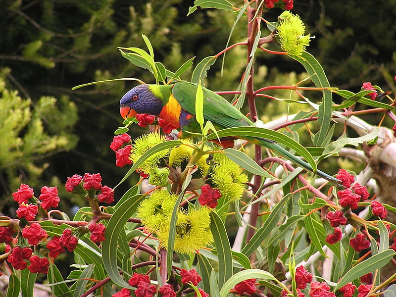 Lorikeet in Flowering Gum, flowering gum tree, rainbow lorikeet, bird, australia, parrot, HD wallpaper