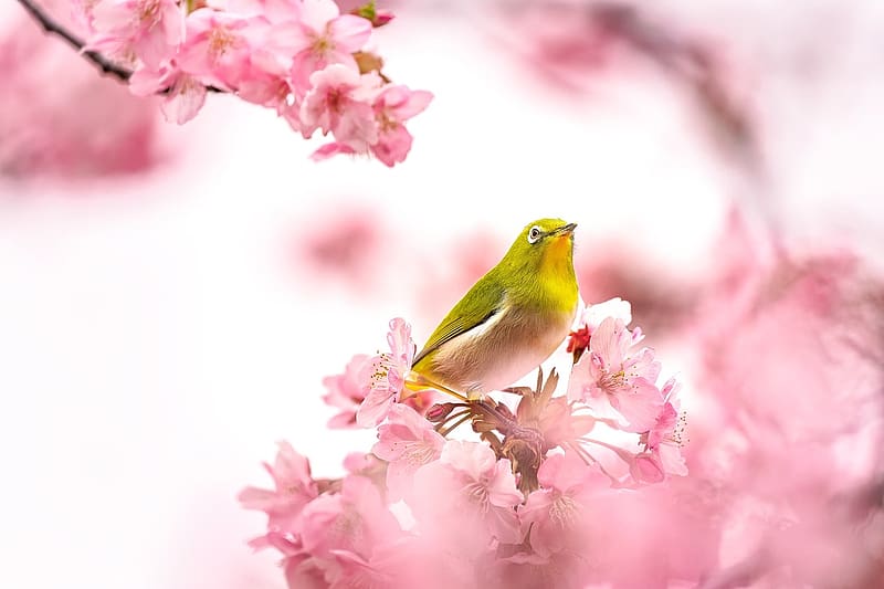 White eyes Japanese bird, fak, madar, viragok, cseresznye, feher szemek, HD wallpaper