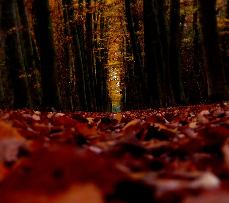 one way, autumn, fall, foliage, forest, wonerful, HD wallpaper