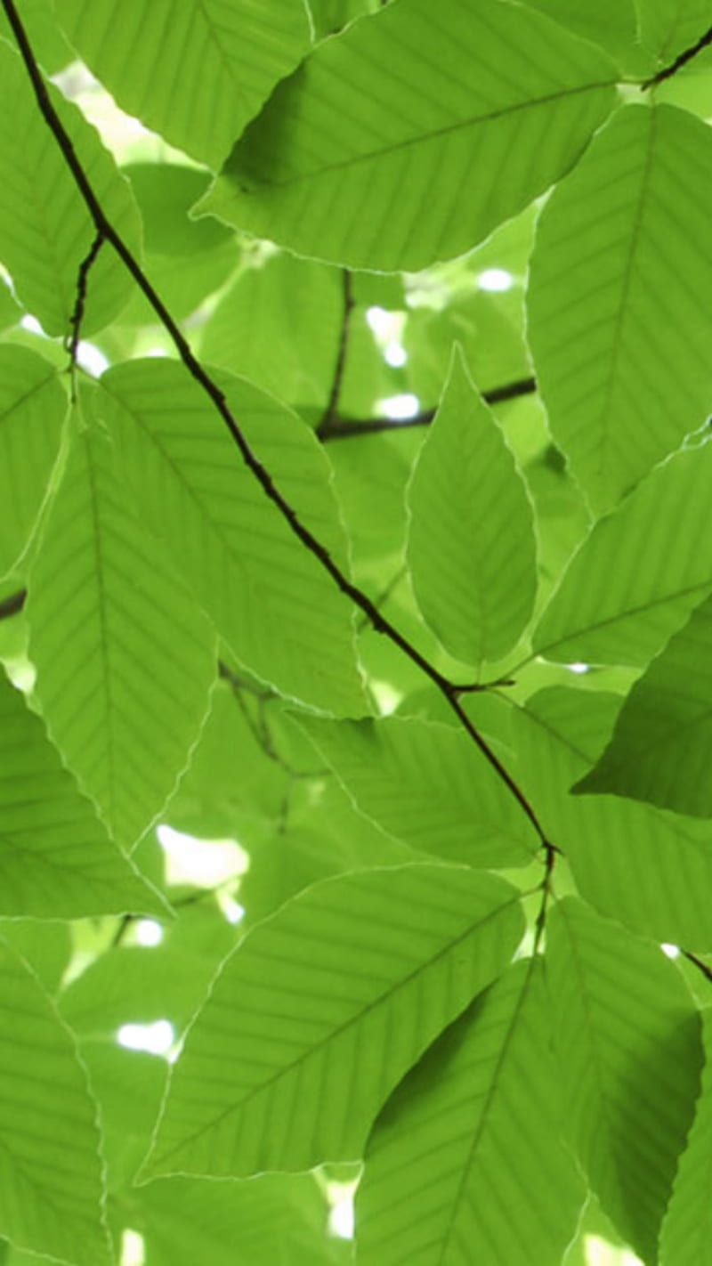 Symbian Trees , leaves, green, HD phone wallpaper