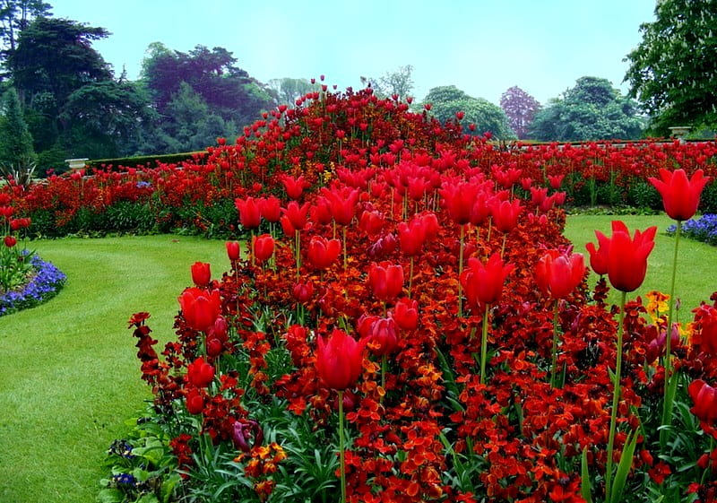 Raised Reds, red tulips, grass, garden, tulips, trees, raised tulip beds, fog, mist, HD wallpaper