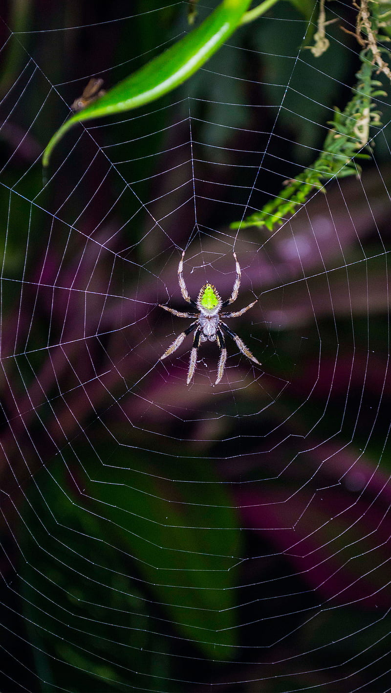 Little genius, arachnid, costarica, forest, monteverde, nature, spider, spiderweb, HD phone wallpaper