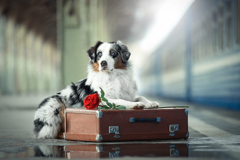 Waiting for you, train, caine, station, flower, svetlana pisareva, dog, suitcase, australian shepherd, animal, cute, HD wallpaper