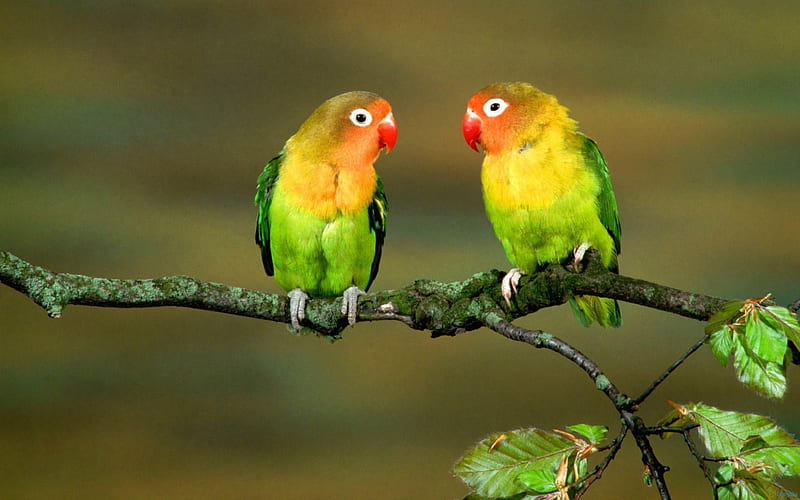 Inseparable Birds, colorful, lorikeets, birds, parrots, animals, feathers, HD wallpaper