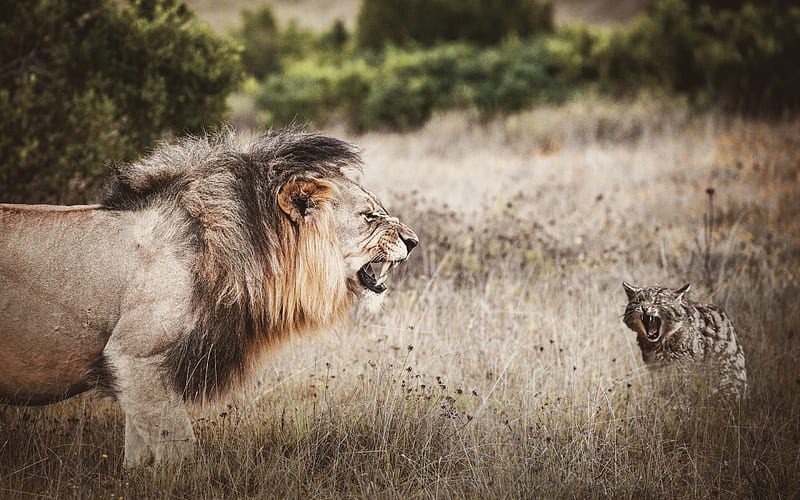 Lion vs Wildcat, wildlife, Africa, big lion, dangerous animals, HD wallpaper