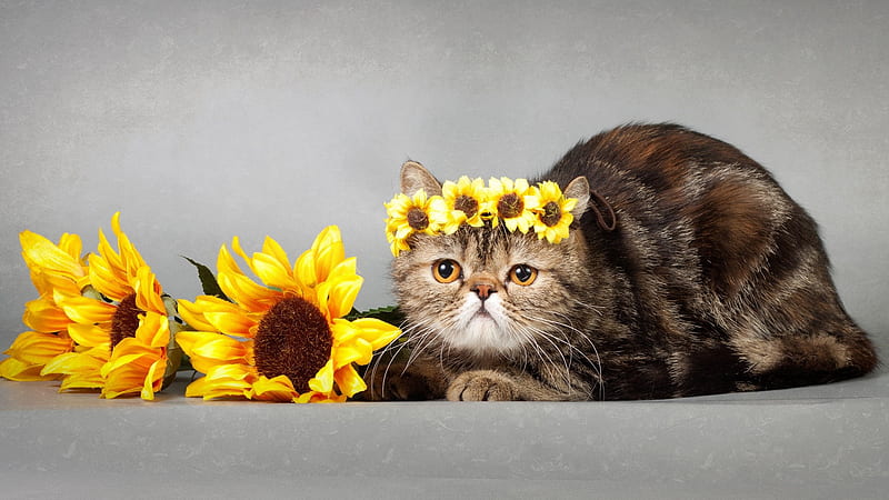 Funny Cat Face Expression With Yellow Flowers On Head Funny Cat, HD wallpaper