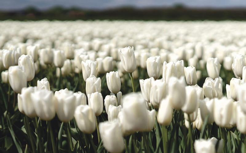 white tulips, spring flowers, tulips, wildflowers, field with white tulips, White flowers, HD wallpaper