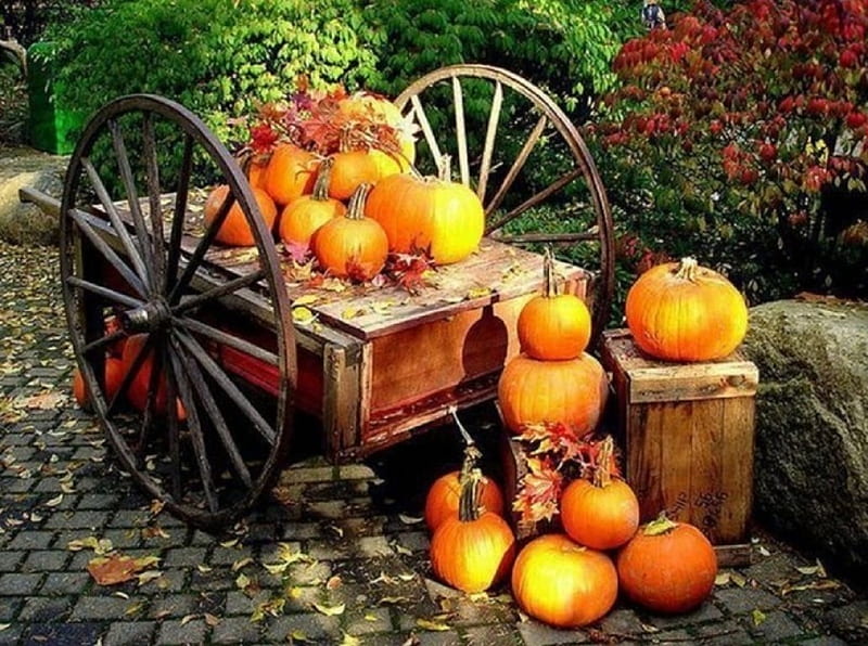 Fall harvest, fall, harvest, garden, nature, pumpkins, HD wallpaper