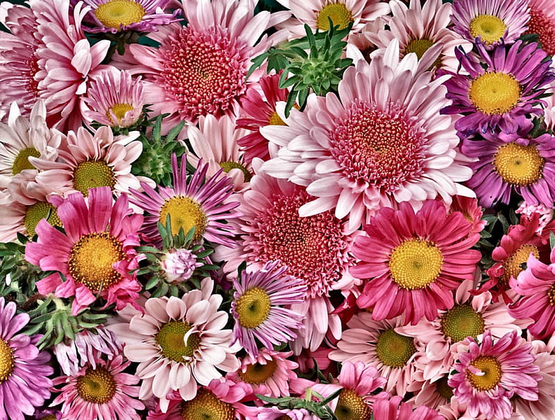 Bunch of flowers, chrysantenmum, flowers, violet, pink, chrys, HD ...