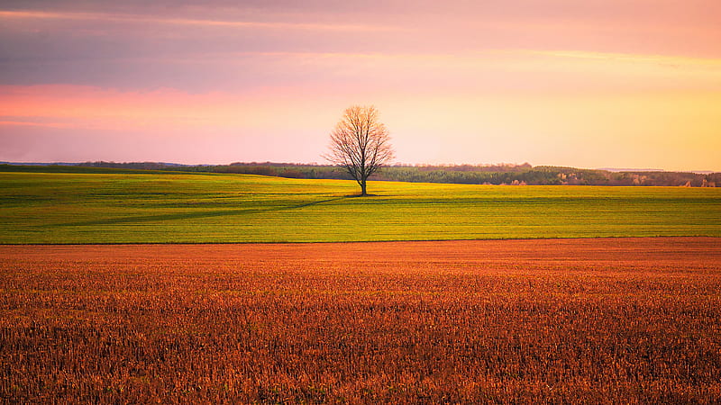 Lonely Tree In The Middle Of A Crop Field , field, tree, nature, HD wallpaper