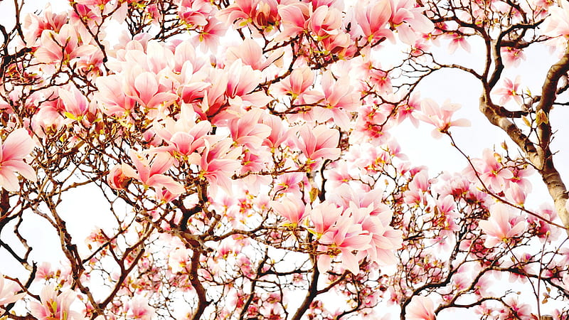 Pink Flower Blossom Tree Branch Magnolia Magnolia, HD wallpaper