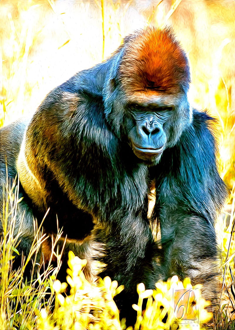 He sees me see him, gorilla, watching me, staring, HD phone wallpaper