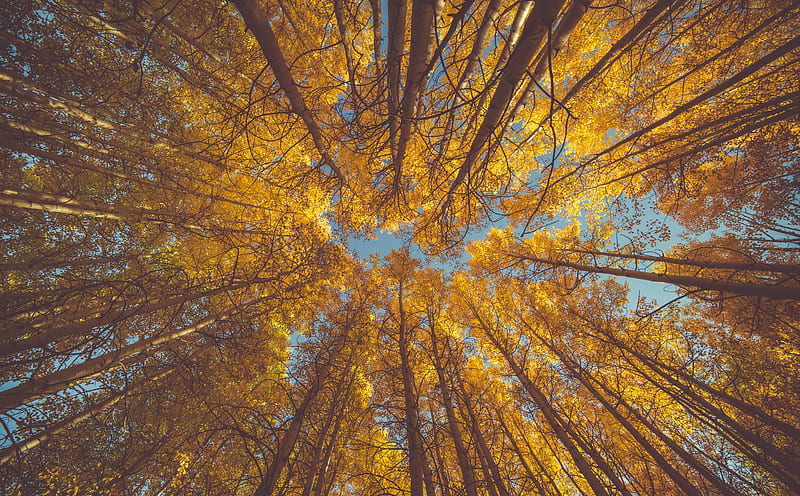 Yellow Autumn Aspen Forest Canopy Ultra, Seasons, Autumn, Nature, bonito, Yellow, Trees, Leaves, Forest, Woods, Fall, Woodland, Poplar, foliage, Deciduous, aspen, Canopy, Aspens, lookingup, talltrees, crowns, HD wallpaper