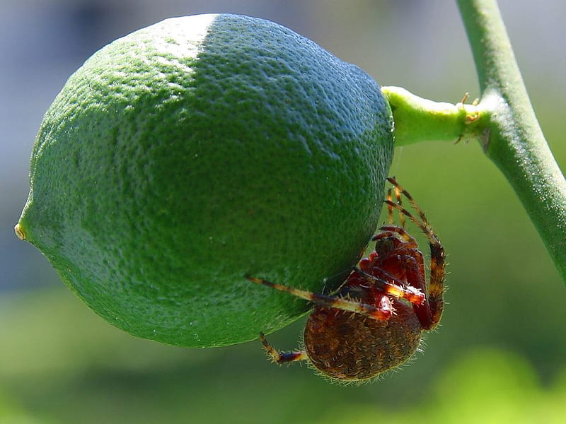 Insect With A Taste For Limes, insect, nature, plant, lime, HD wallpaper