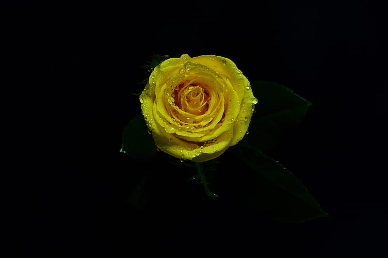 Close-up of Yellow Rose in Bloom, HD wallpaper
