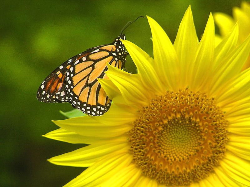 Sunny days, gold, butterfly, black, sunflower, monarch, HD wallpaper