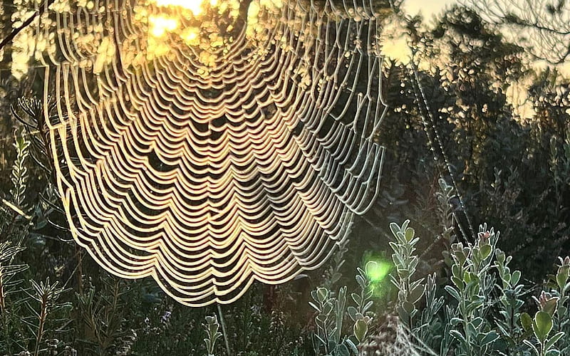 Spider Web in Moorland, Latvia, moorland, spider web, dew, HD wallpaper
