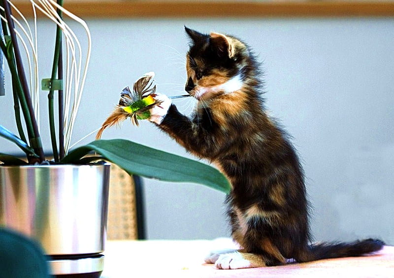 Nature made me a toy, tri-colored, plant, flower, kitten, play, HD wallpaper