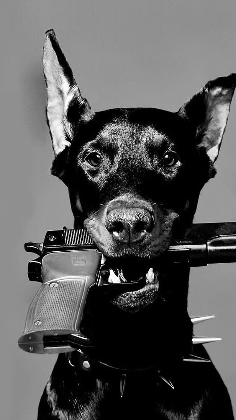 Black Dog with Gun , black dog, animal, pet, killer, HD phone wallpaper
