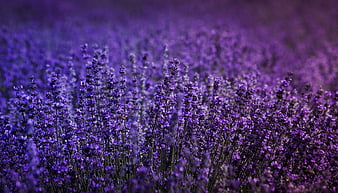 Lavender Field, lavender, flowers, field, HD wallpaper