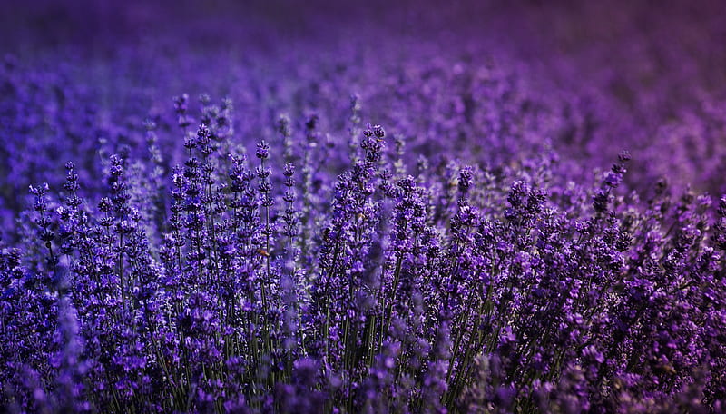 Lavender Field , lavender, flowers, field, HD wallpaper