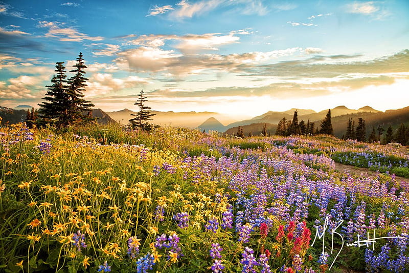 Mount Rainier National Park, blossoms, colors, trees, clouds, meadow, landscape, HD wallpaper
