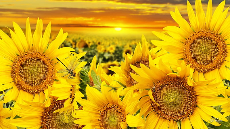 Sunset Funflowers, fall, autumn, sun, yellow, sunset, sky, gold, sunflowers, bright, summer, sunshine, field, HD wallpaper