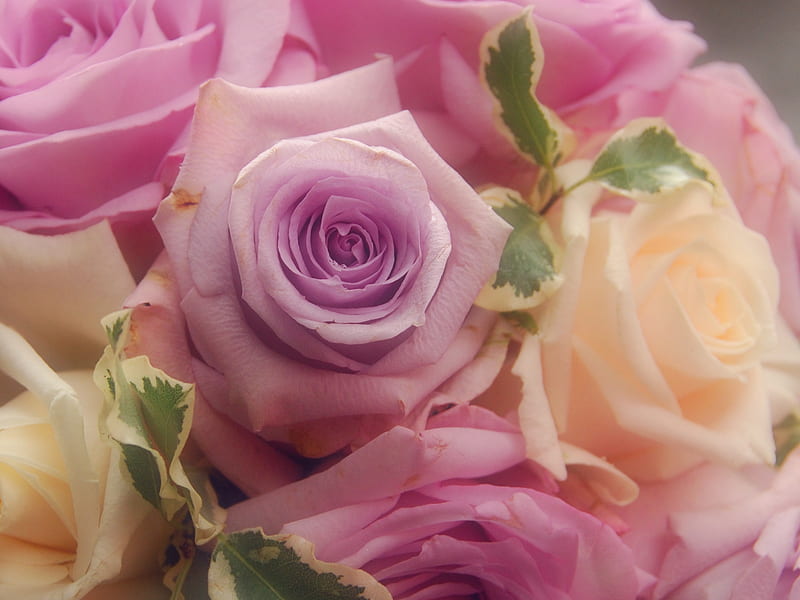 Ramo de rosas, 3d, flores, colores, naturaleza, suave, rosas, Fondo de  pantalla HD | Peakpx