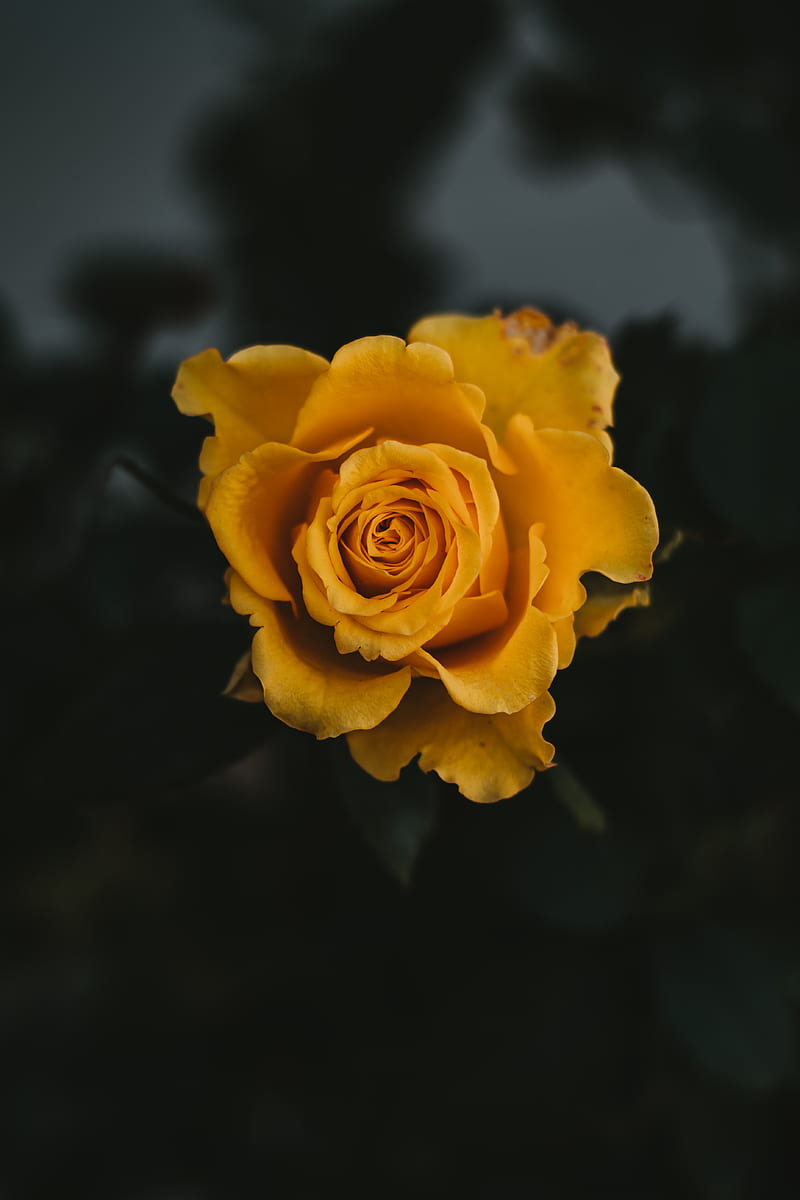 yellow rose in bloom close up, HD phone wallpaper