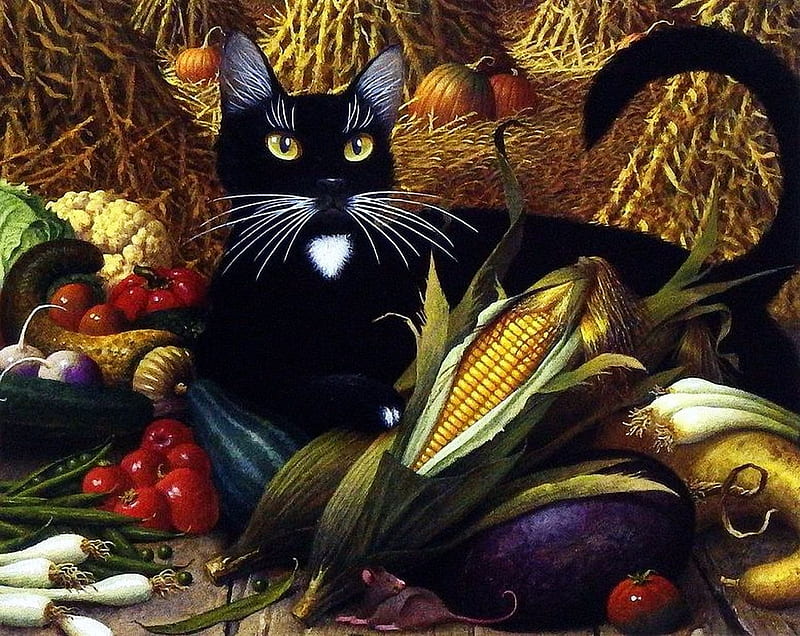 Cat in autumn, colors, fall, corncob, pumpkins, HD wallpaper