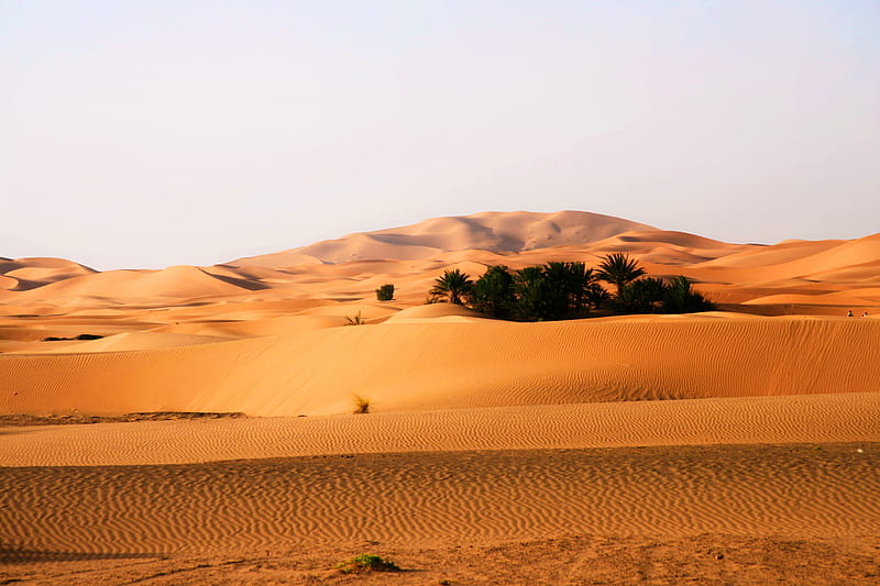 desert, sand, sahara, plants, Landscape, HD wallpaper