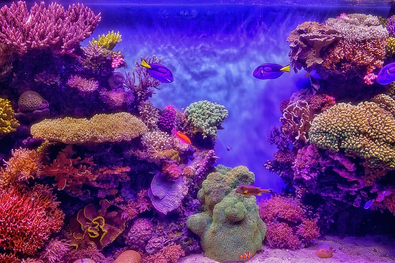 Coral, Plant, , Animal, Fish, Underwater, HD wallpaper