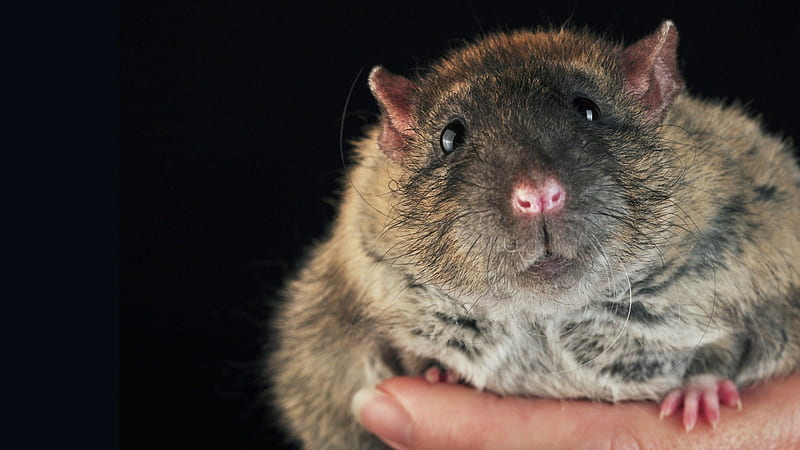 MacTavish the Fatty Ratty, cute, pet, ratty, rat, rodent, fur, HD wallpaper