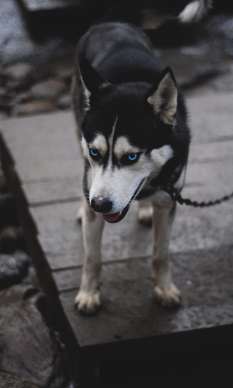 Wolf, animal, blue, eyes, HD phone wallpaper