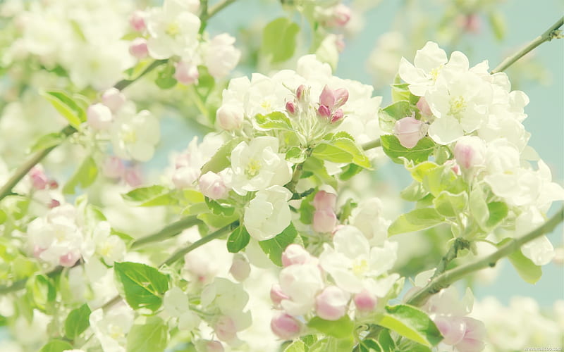 Cherry blossoms, HD wallpaper