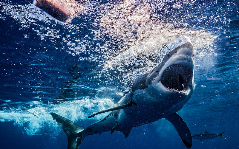 Great white shark, predators, underwater world, wildlife, predatory fish, sea, shark, Carcharodon carcharias, HD wallpaper
