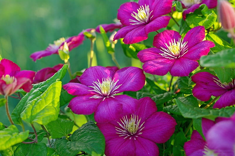 *** Purple clematis ***, clematis, flower, flowers, nature, HD wallpaper