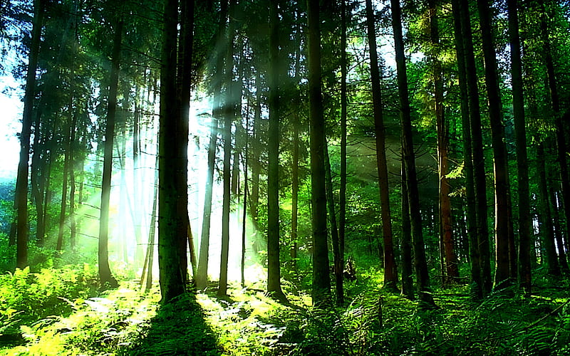 Energy Of Light, forest, fern, green, refresh, bright, trees, ray, light, HD wallpaper