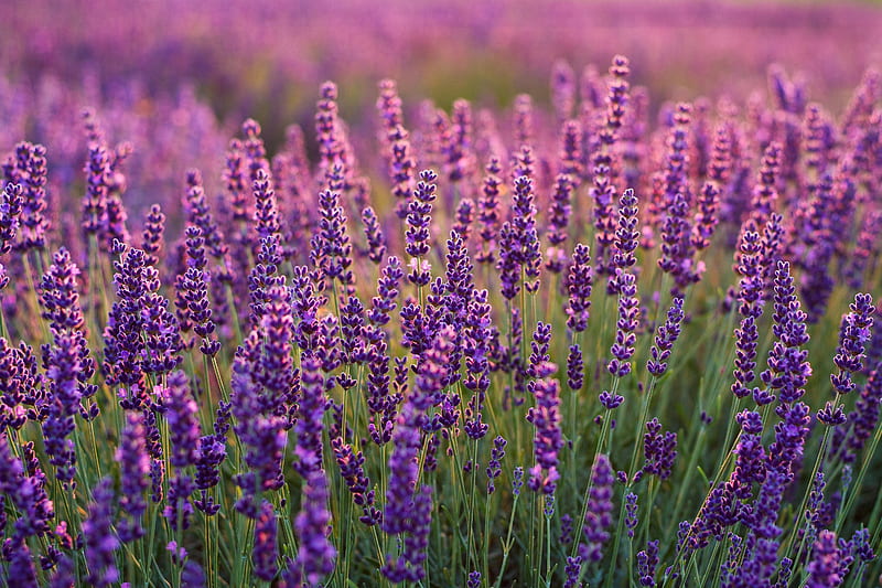 purple lavender, farm, field, Flowers, HD wallpaper