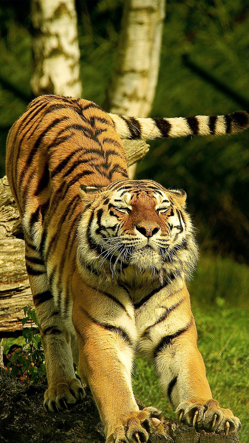 Tiger, alone, iphone, nature, sad, samung, tigers, wake up, HD phone wallpaper