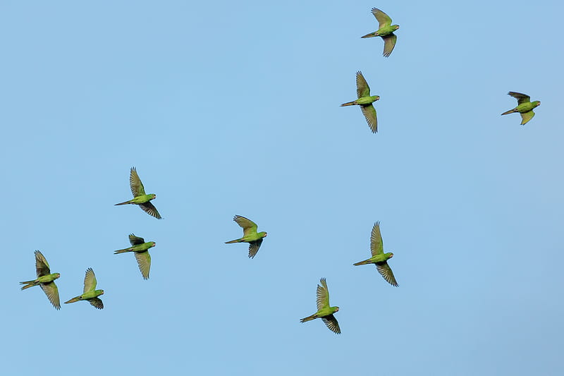flock of yellow bird flying, HD wallpaper