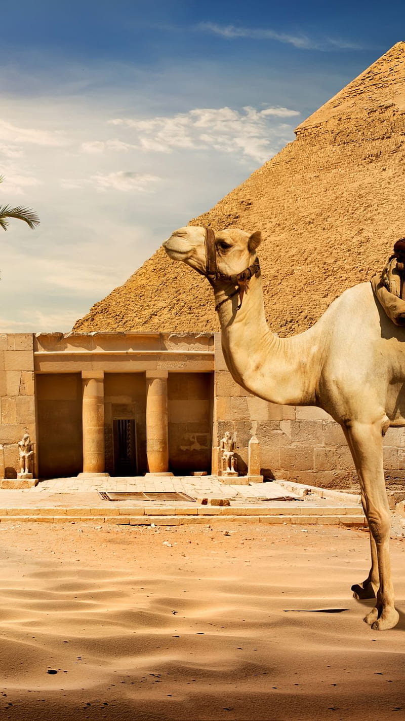 Camel, animal, desert, egypt, pyramids, sand, stones, HD phone wallpaper