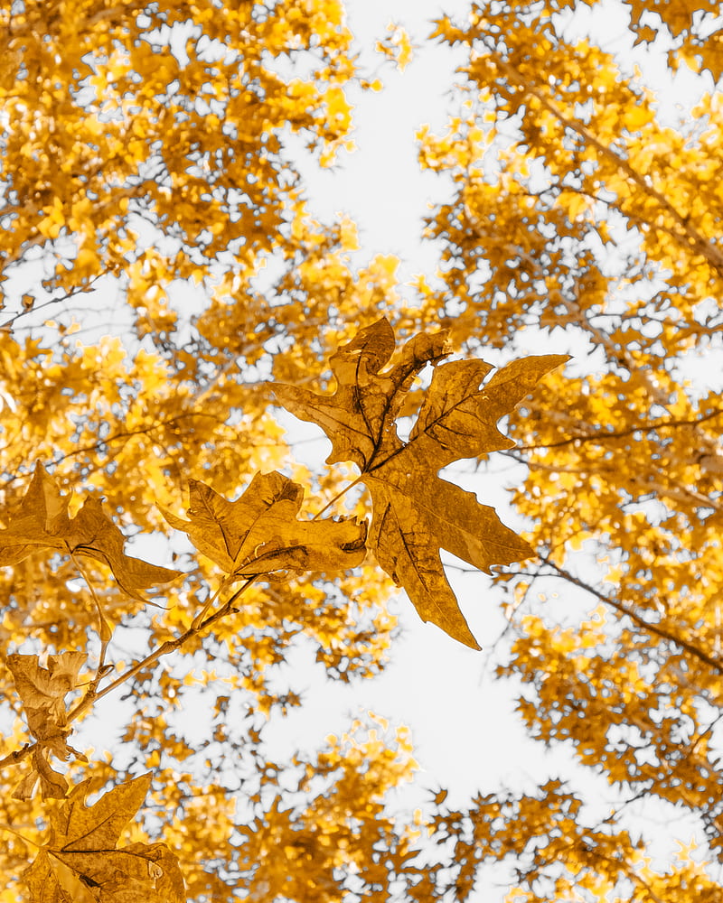 Yellow leaves on tree branch during daytime, HD phone wallpaper | Peakpx