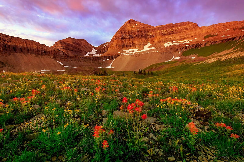 Summer sunrise in the Wasatch Mountains, Utah, USA., mountain, rocks, USA, wildflowers, slope, sunrise, sky, Utah, HD wallpaper
