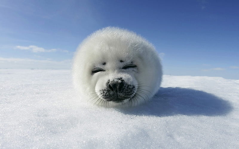 Harp Seal, cute, young, snow, ice, white, baby, fur, HD wallpaper